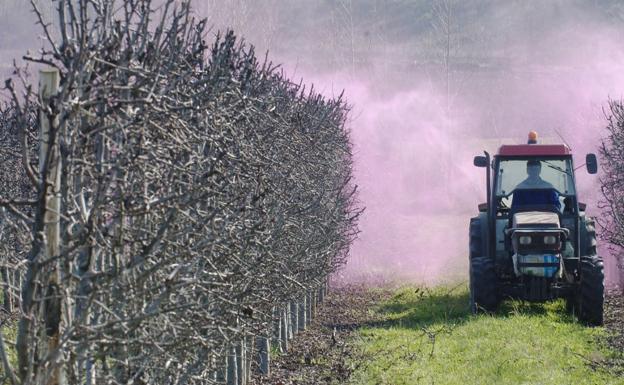 Un tractor fumiga en Ollauri una finca de frutales. / JUSTO RODRÍGUEZ