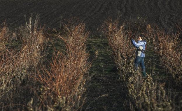 Una viticultora en plena labor de poda de sus viñedos ecológicos. / J. RODRÍGUEZ