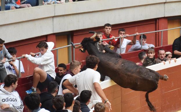 Una de las vaquillas de la ganadería José Arriazu saltó hacia el burladero, bajo la atónita mirada de los jóvenes que se refugiaban allí de la res. / MIGUEL HERREROS