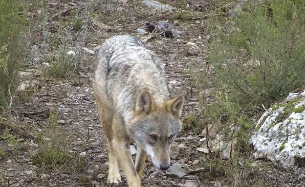 El Plan de Gestión del Lobo en La Rioja busca convertir a esta especie en «una oportunidad de desarrollo rural»