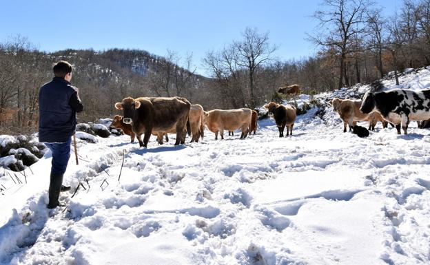 La ganadera Mari José González acompaña a sus vacas, en una imagen de archivo en su localidad, Laguna de Cameros. /Miguel Herreros