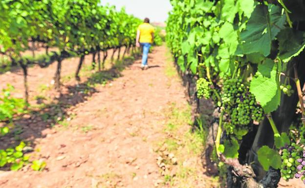 El viñedo sufrió los excesos del calor veraniego y la sequía y el estrés hídrico dañó cepas en diferentes zonas de La Rioja. /SONIA TERCERO