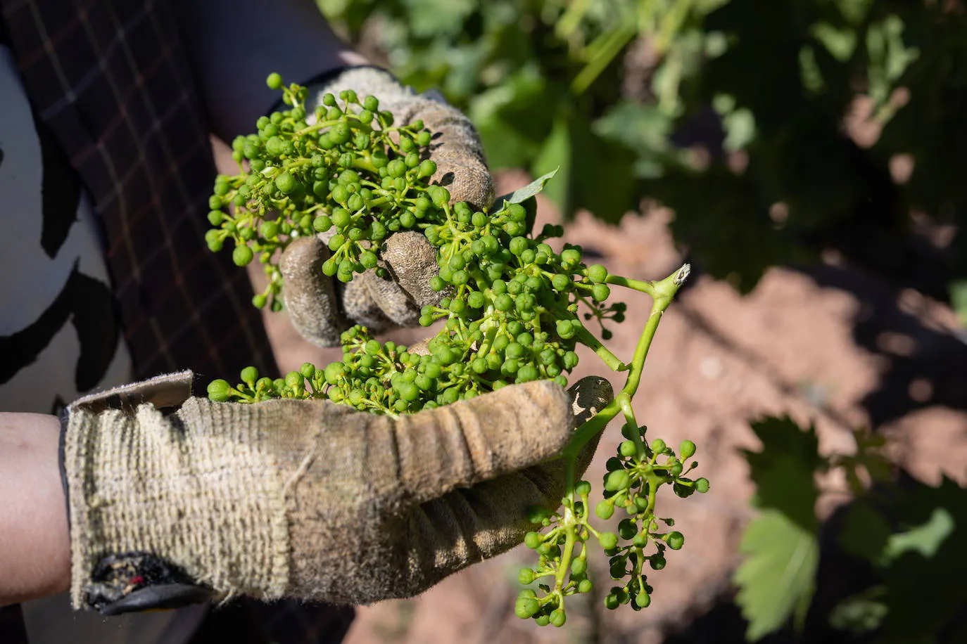 Capellán deja la puerta abierta a mantener en 2025 las subvenciones al sector del vino