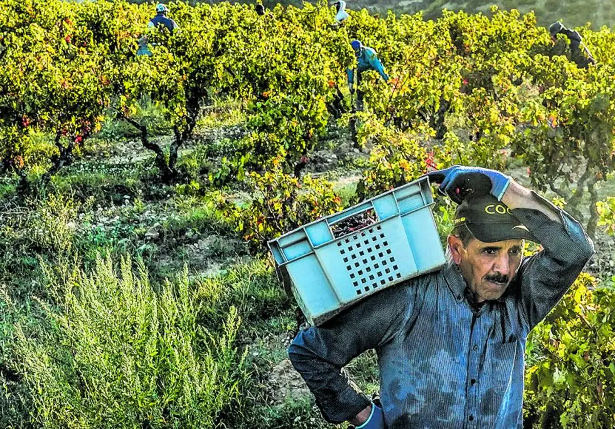 ABRA mantendrá abierta la guerra del vino al recurrir el fallo que tumba Viñedos de Álava